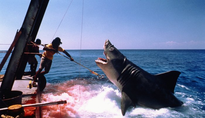 Why you should still call shark attacks shark attacks